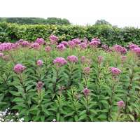 Eupatorium purpureum