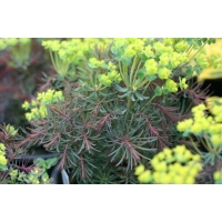 Euphorbia cyparissias'Clarice Howard