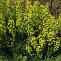 Euphorbia amygdaloides'Red Bud'