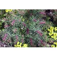 Euphorbia cyparissias'Fens Ruby'