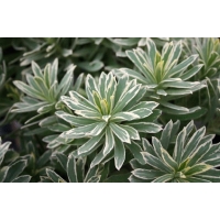 Euphorbia characias'Silver Swan' 