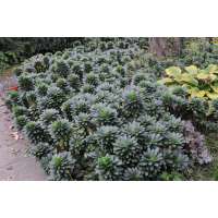 Euphorbia amygdaloides'Robbiae'