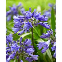 Agapanthus'Ever Sapphire' 