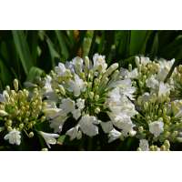 Agapanthus'Ever White' 