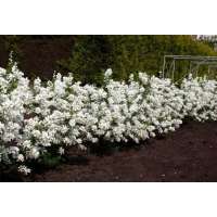 Exochorda racemosa'Niagara' 