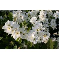 Exochorda racemosa'Blushing Pearl' 