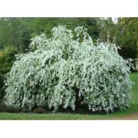 Exochorda macrantha'The Bride' 