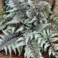 Athyrium nipponicum'Pewter Lace'