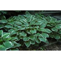 Hosta'Francee' 