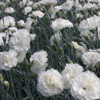 Dianthus plumarius'Haytor White'