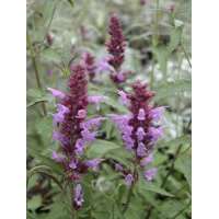 Agastache'Linda'