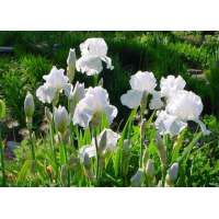 Iris germanica'Immortality'