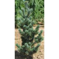 Pinus parviflora'Aoi' 