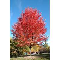 Acer freemanii'Jeffersred' 