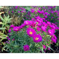 Aster'Pixie Red Eye'