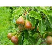 Peer'Gieser Wildeman' 