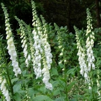 Digitalis purpurea'Alba'