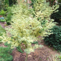 Acer palmatum'Butterfly' 