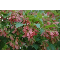 Acer ginnala(tataricum) 