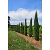 Juniperus communis'Suecica' 