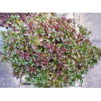 Ilex meserveae'Little Rascal' 