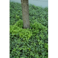 Euonymus fortunei'Vegetus' 