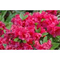 Azalea japonica'Nico' 