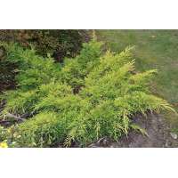 Juniperus media'Gold Star' 