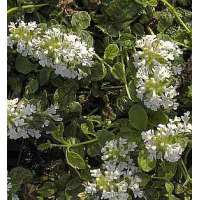 Ajuga reptans'Sanne'