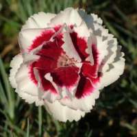 Dianthus allwoodii'Alice'