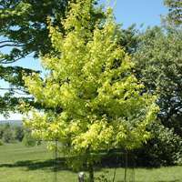 Acer negundo'Kelly's Gold' 