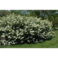 Viburnum plicatum'Grandiflorum' 