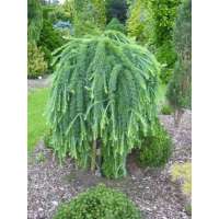 Larix kaempferi'Stiff Weeper' 