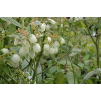 Bosbes (Vaccineum corymbosum'Bluecrop') 