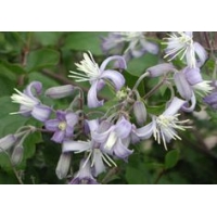 Clematis'I am Stanislaus' 