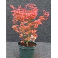 Acer palmatum'Wilson Pink Dwarf' 