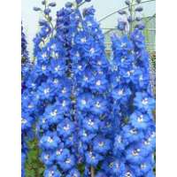 Delphinium'Blue Nile' 