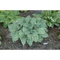 Hosta'Regal Splendor'