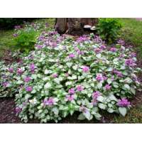Lamium maculatum'Purple Dragon'