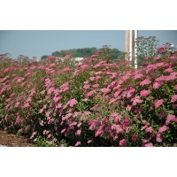 Spiraea bumalda'Anthony Waterer' 