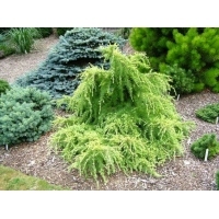 Cedrus deodara'Limeglow' 