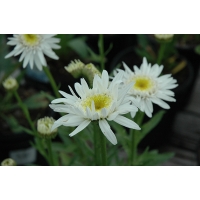 Leucanthemum'Christine Hagemann'