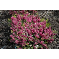 Erica carnea'Tanja' 