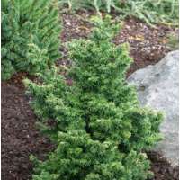 Tsuga canadensis'Hussii' 