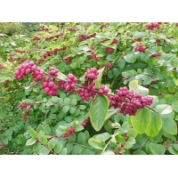 Symphoricarpos orbiculatus 