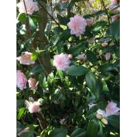 Camellia japonica'Nuccio's Pearl' 