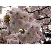 Prunus serrulata'Fugenzo' 