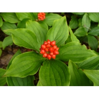 Cornus canadensis