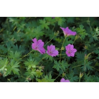 Geranium 'Blushing Turtle'