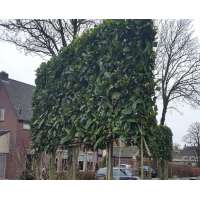 Prunus laurocerasus'Caucasica' 